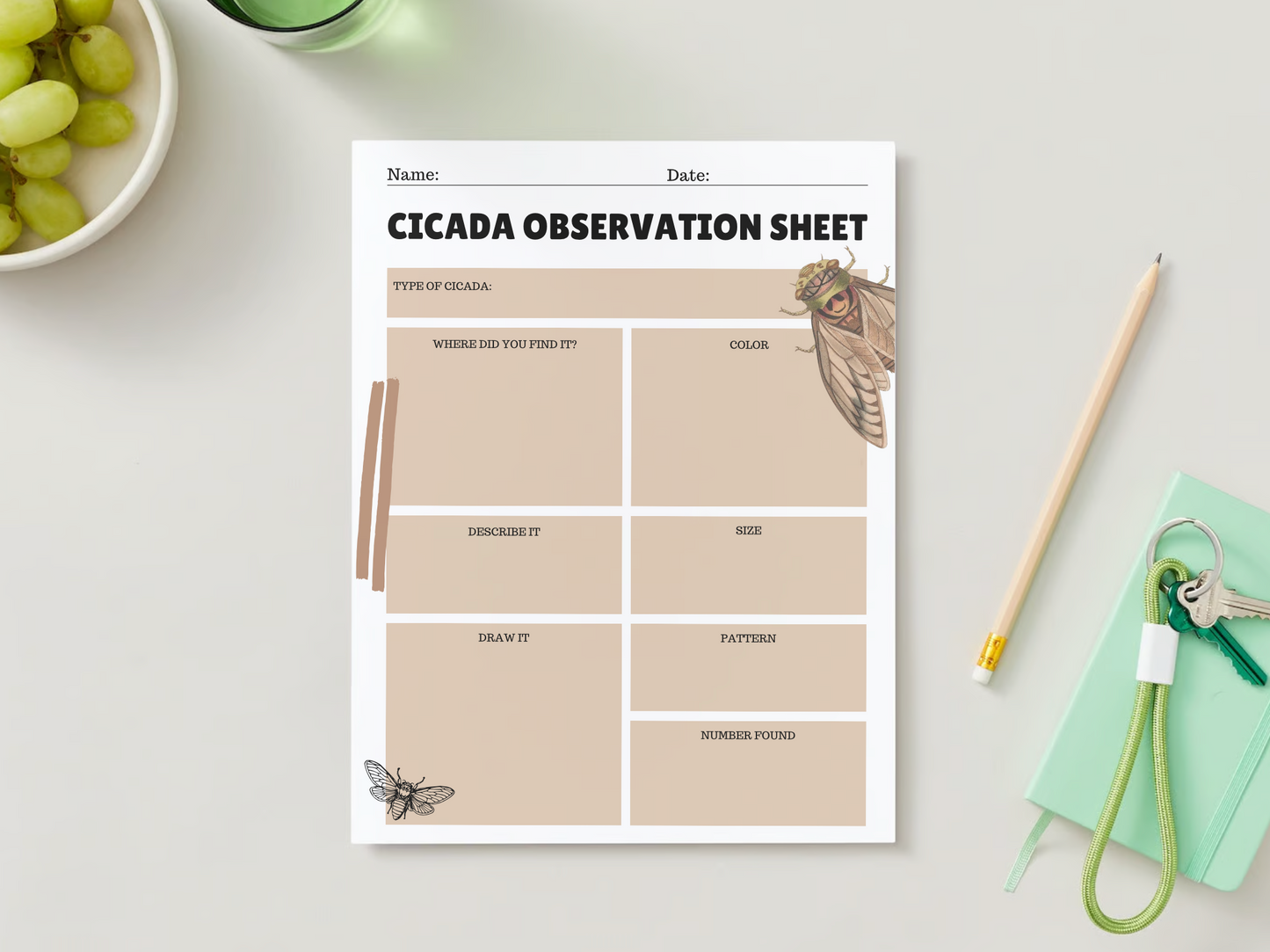 Cicada Unit Study | Homeschool | Insect | Digital Worksheets | Nature Study | Word Search | Observation Sheet